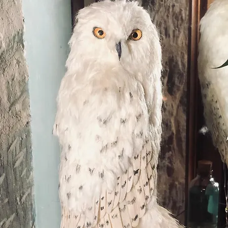 Apartamento Sorcier Magique&expérience Immersive Caen