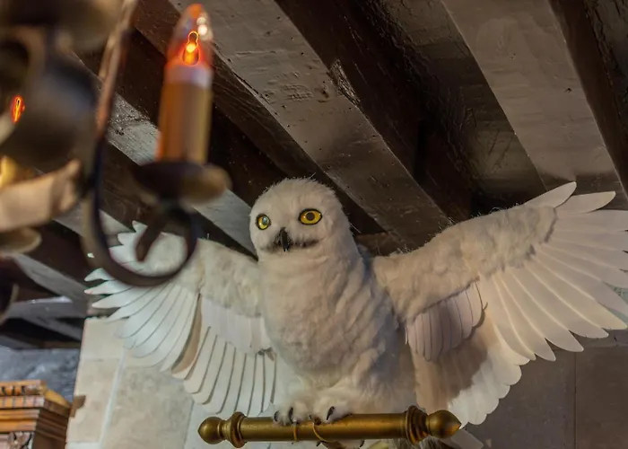 Sorcier Magique & Experience Immersive Daire *