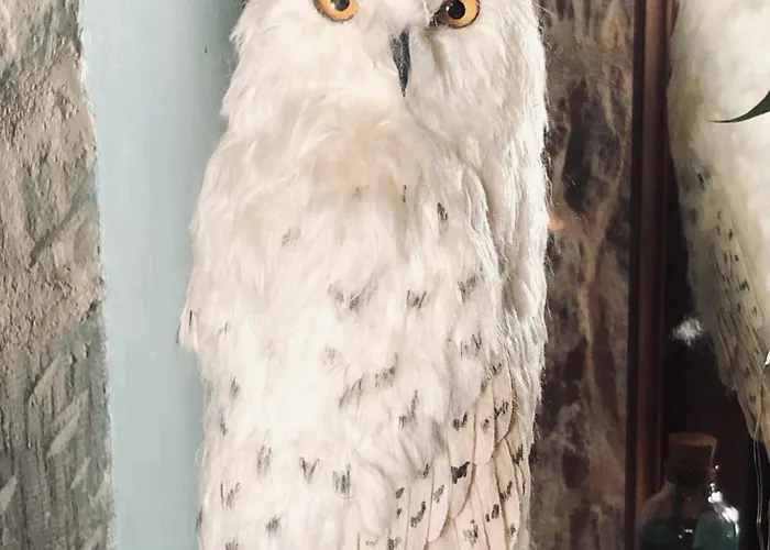 아파트 Sorcier Magique & Experience Immersive 캉